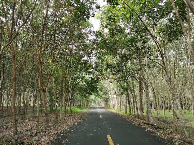 Leere Straße entlang der Bäume im Wald