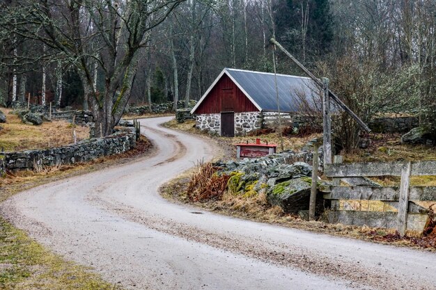 Foto leere straße entlang der bäume