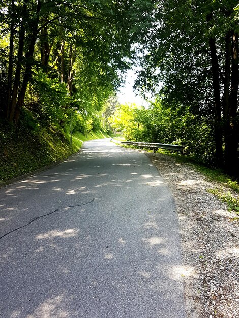 Foto leere straße entlang der bäume