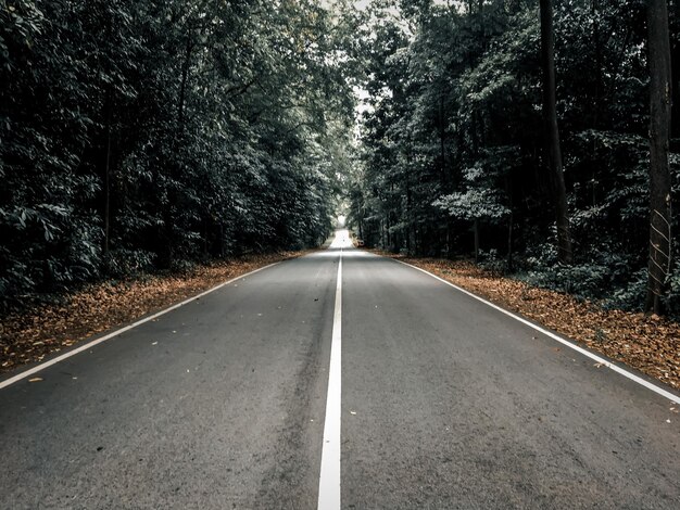 Foto leere straße entlang der bäume