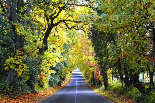 Foto leere straße entlang der bäume