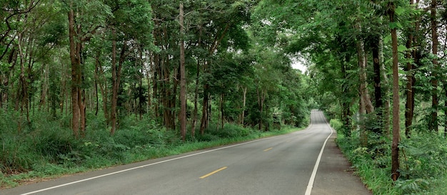 Leere Straße im Wald mit vielen großen grünen Bäumen.