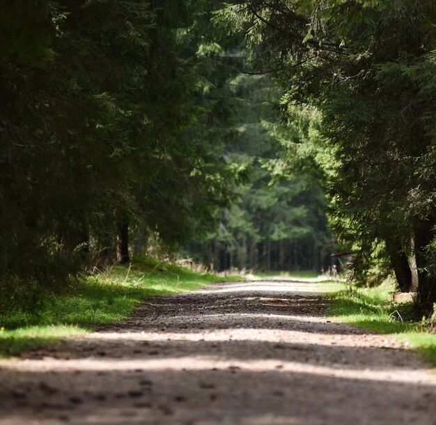 Leere Straße im Wald