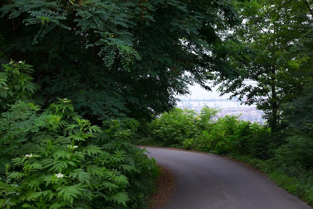 Leere Straße im Wald