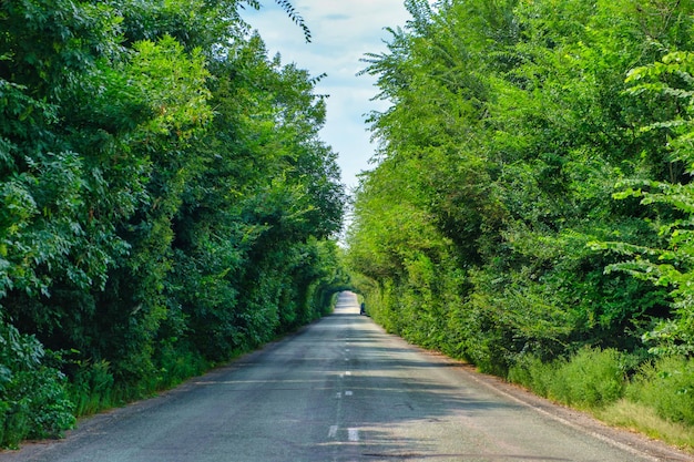 Leere Straße im Waldweg im Wald