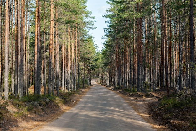 Leere Straße in einem Kiefernwald. sonniger Tag