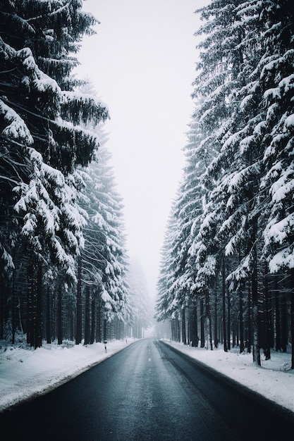 Leere Straße inmitten schneebedeckter Bäume