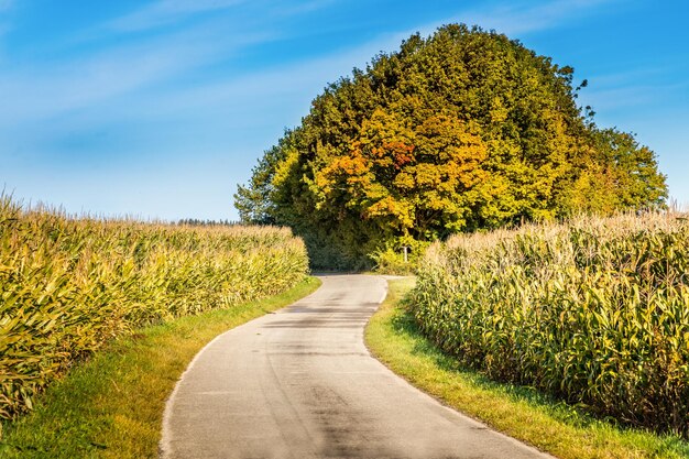 Foto leere straße inmitten von bäumen auf dem feld gegen den himmel