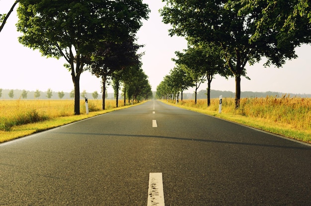 Leere Straße inmitten von Bäumen auf dem Feld