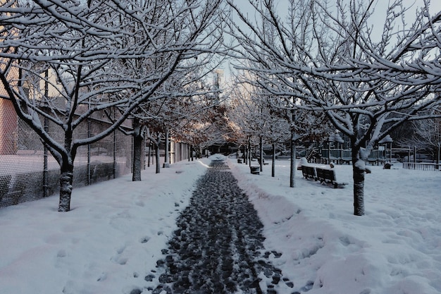Leere Straße inmitten von Bäumen auf einem mit Schnee bedeckten Feld im Winter.