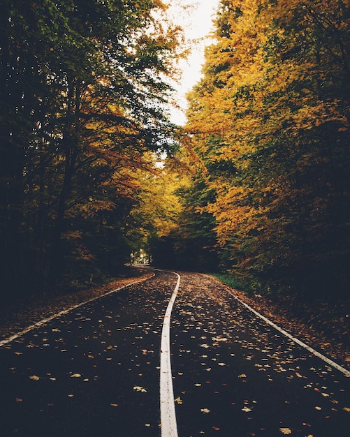 Leere Straße inmitten von Bäumen im Herbst