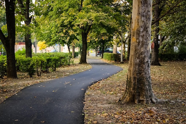 Foto leere straße inmitten von bäumen im park