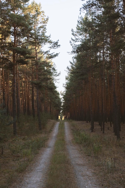 Leere Straße inmitten von Bäumen im Wald
