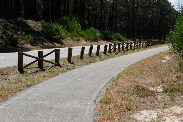 Foto leere straße inmitten von bäumen im wald