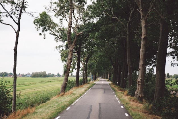 Leere Straße inmitten von Bäumen