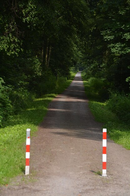 Leere Straße inmitten von Bäumen