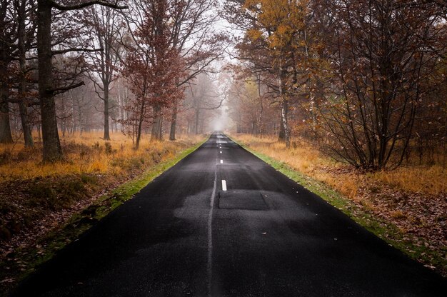 Leere Straße inmitten von Herbstbäumen