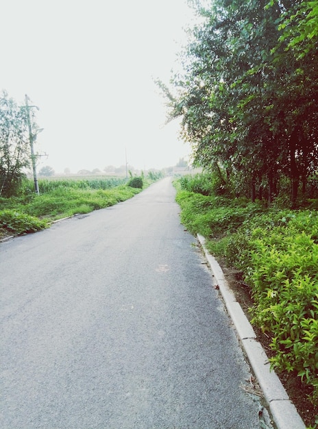 Leere Straße mit Bäumen im Hintergrund