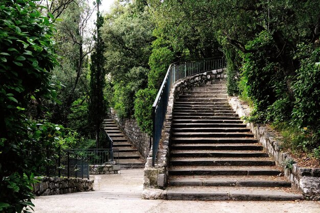 Leere Treppe bei Pflanzen