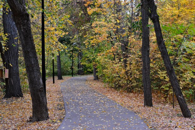 Leerer Betonweg im Herbstpark mit gelben und orangefarbenen Blättern, Kopierraum