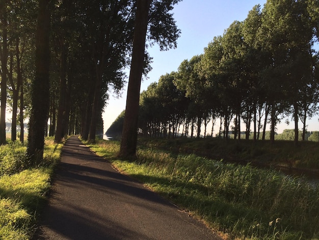Leerer Fußweg bei Bäumen