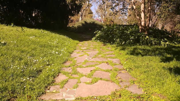 Foto leerer fußweg im park an einem sonnigen tag