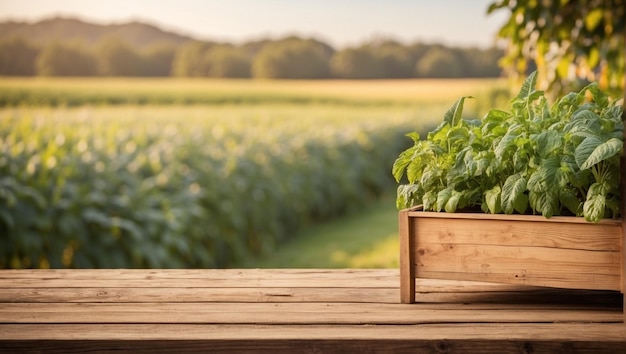 leerer Holzschreibtisch mit verschwommenem Hintergrund der Plantage