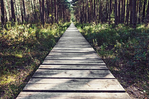 Leerer Holzweg im Wald