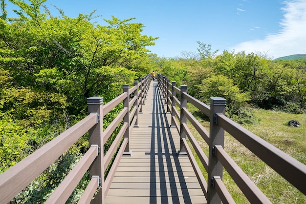 Foto leerer holzweg inmitten von bäumen im hallasan nationalpark