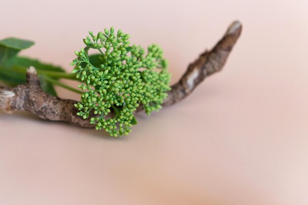 Foto leerer natürlicher materialbaum beige hintergrund kopieren sie platz