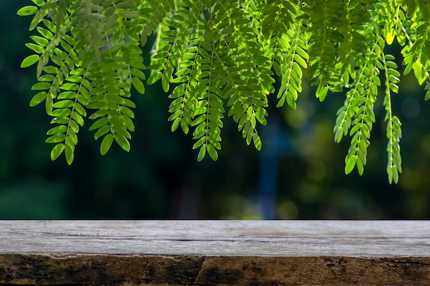 Leerer Tisch aus altem Holz für die Produktpräsentation vor den Blättern der Flusstamarinde Leucaena leucocephala