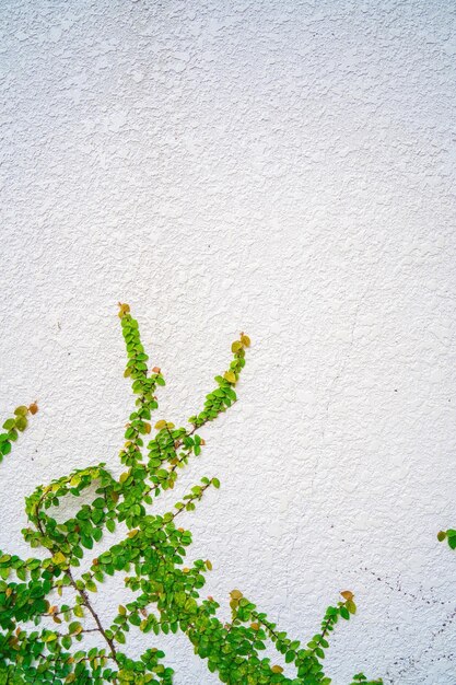 Leerer wandrahmen aus grünem gras als hintergrund ast mit grünen blättern und gras auf weißem backsteinmauerhintergrund