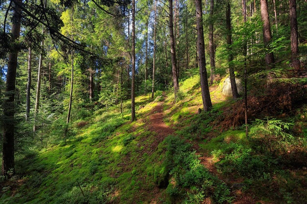 Leerer Weg im Nadelwald