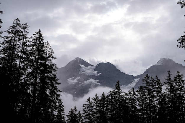 leerer Weg mit Wald und Nebel