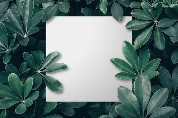 Leeres Papier auf dem tropischen grünen Blatt-Hintergrund