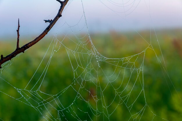 Legal linda foto de teia de aranha com gotas de orvalho no início da manhã durante o nascer do sol. Teia de aranha com gotas de água.