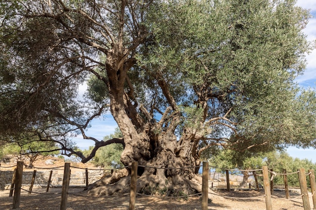 Legendario olivo monumental de dos mil años en Azorias, Creta, Grecia