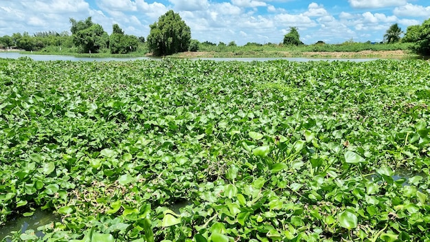 Una legión de jacintos de agua inunda el río Los jacintos de agua son un síntoma de la contaminación del agua