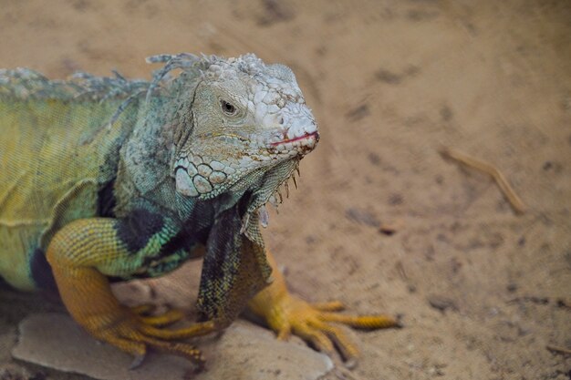 Leguan auf dem Ast