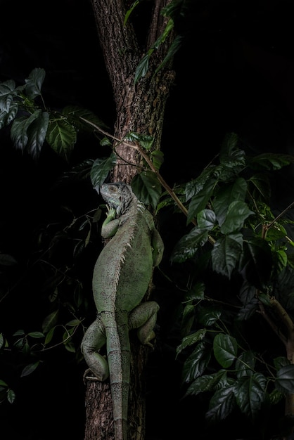 Leguan auf einem Baum kriecht und posiert