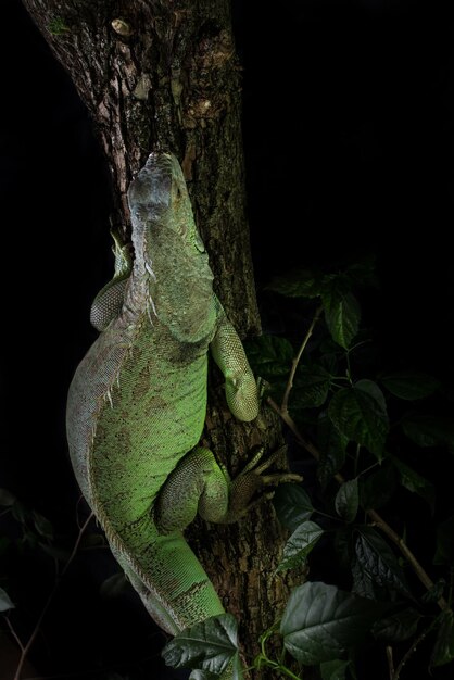 Leguan auf einem Baum kriecht und posiert