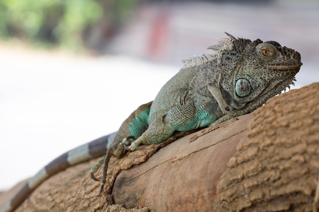 Leguan auf trockenem Holz hautnah