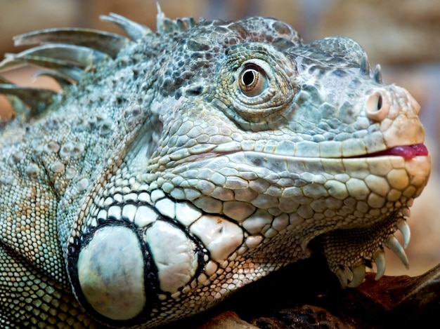 Leguan aus nächster Nähe geschossen