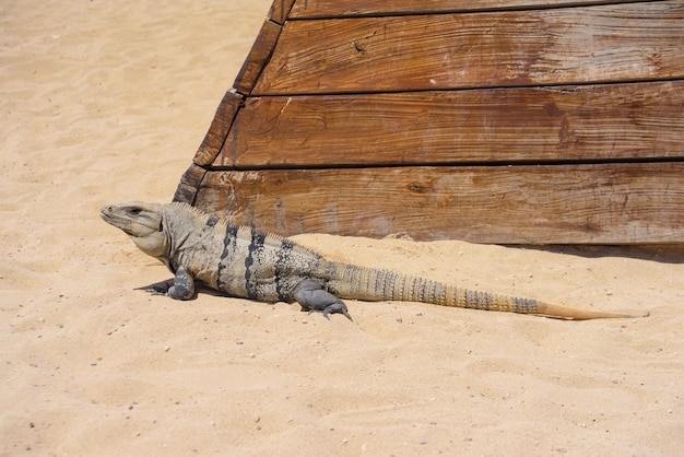 Leguan-Eidechse an einem Sandstrand in der Nähe von Cancun Mexiko