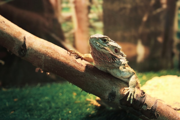 Leguan große Eidechse