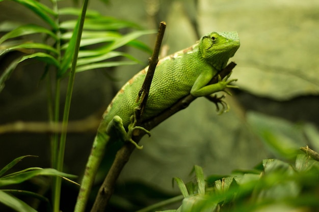 Leguan grün