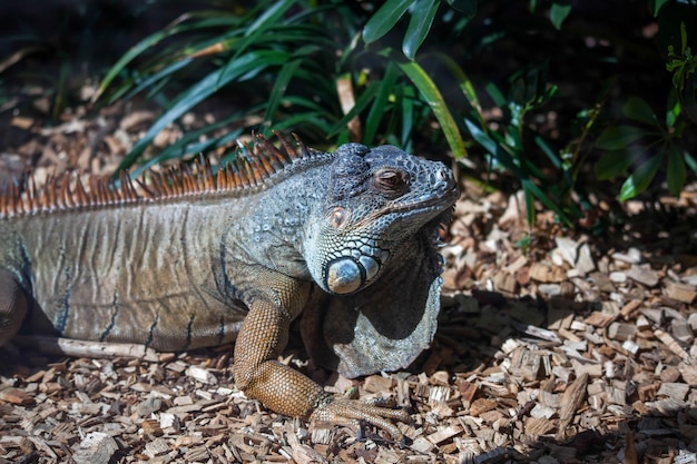 Leguan im Loro Parque Zoo