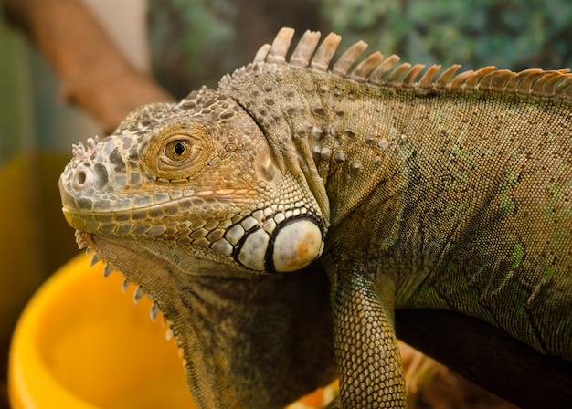 Leguan im Terrarium sehen direkt ins Auge