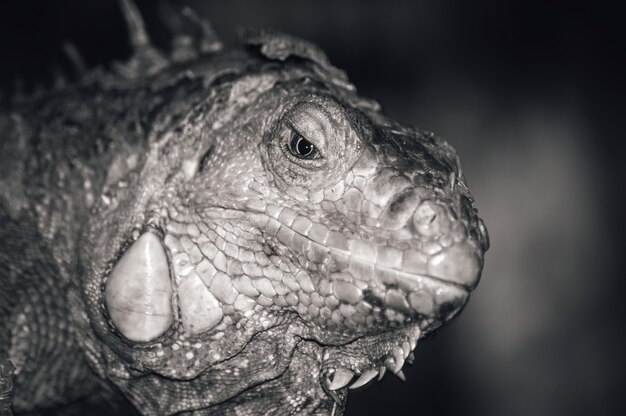 Leguan. Nahaufnahmeportrait