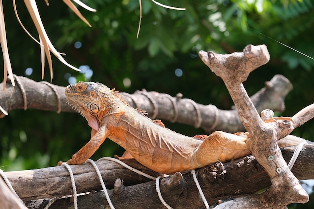 Leguane sind Gattungen von Eidechsen, die in den Tropen Mittelamerikas, Südamerikas und auf den karibischen Inseln leben. Roter Leguan, unscharfer Hintergrund